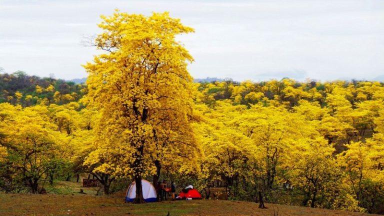 bosques-ecuatorianos